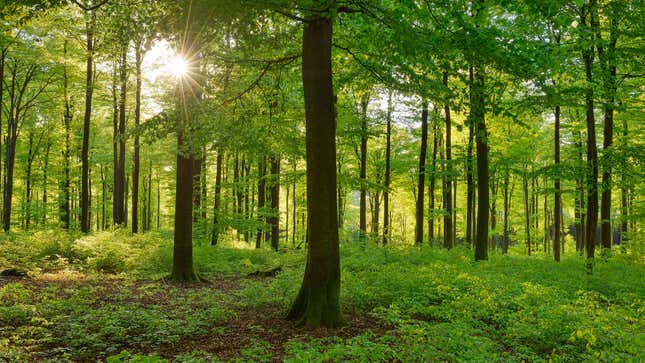 Image for article titled Biologists Recommend Trees Put Aside A Little Phosphorus For Unexpected Emergencies