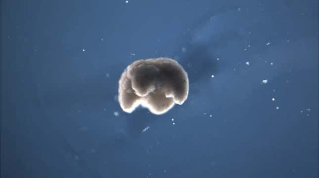 Imagen para el artículo titulado Estos adorables Xenobots hechos completamente de células están prácticamente vivos