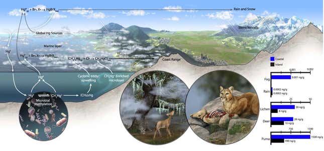 Infographic showing how mercury makes its way into the terrestrial food web.