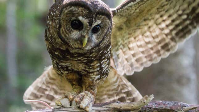 A spotted owl catches a mouse.