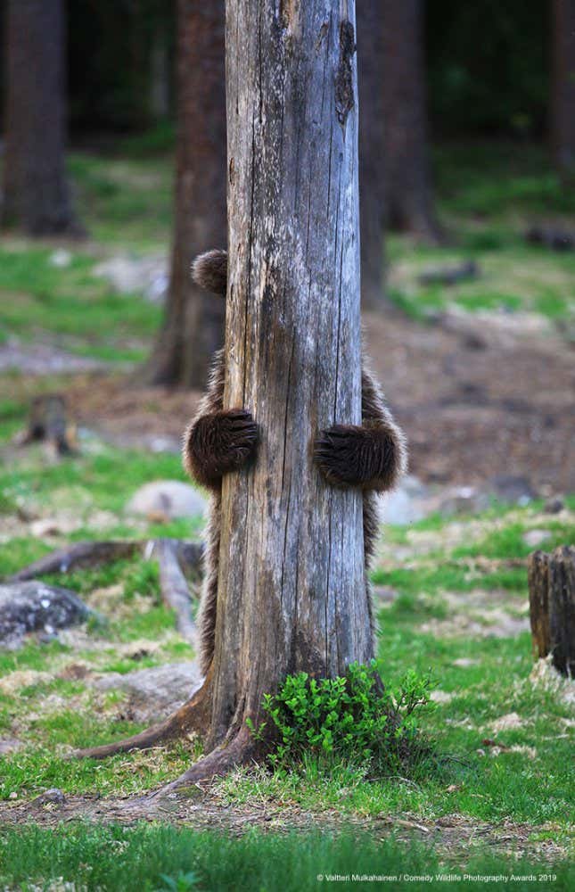 Imagen para el artículo titulado Si las fotos más cómicas de vida salvaje de 2019 no te sacan una sonrisa, no eres humano
