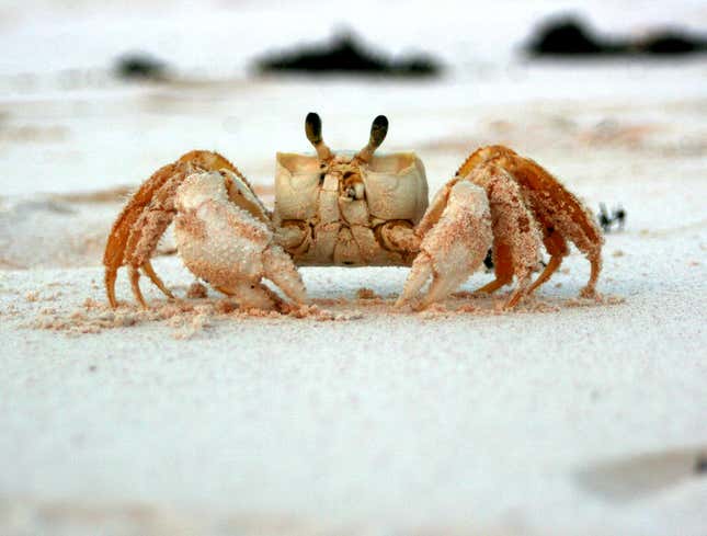 Image for article titled Crab Always Gets Little Thrill Crawling Over Bleached Skeleton Of Pirate On Secluded Beach
