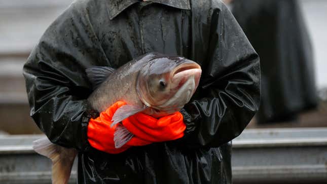 Image for article titled Here&#39;s How the Mysterious Twitter &#39;Carp&#39; Meme Came to Be