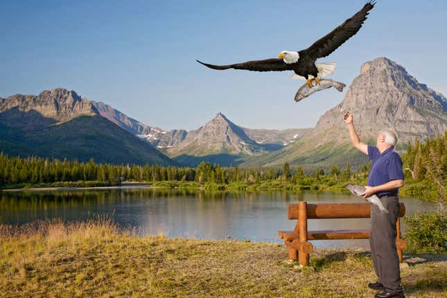 Image for article titled Elderly Man Spends Quiet Afternoon In National Park Feeding Trout To Eagles