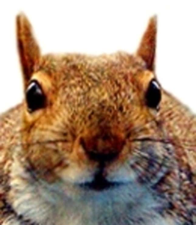 Danny The Squirrel
