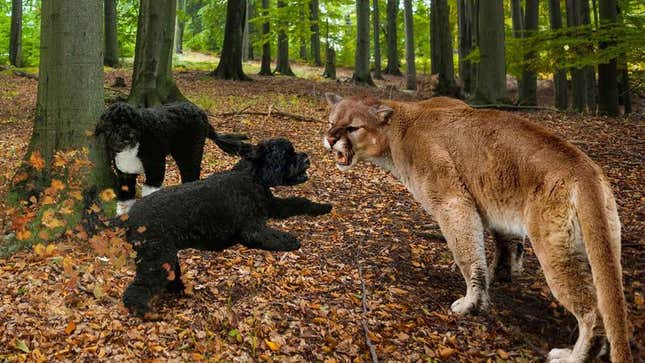 Bo’s encounter with the mountain lion was said to be the pair’s worst predicament since Sunny disastrously attempted to befriend a skunk several days earlier.