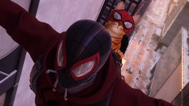 Image for article titled Just Some Pictures, Pictures of Spider-Man (the Cat)