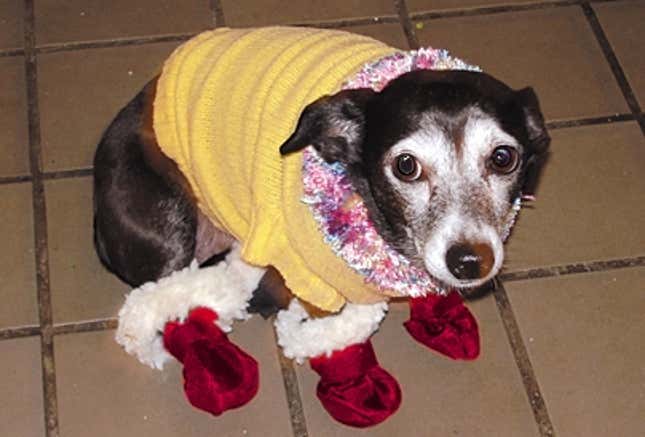 Image for article titled Pet Winterized