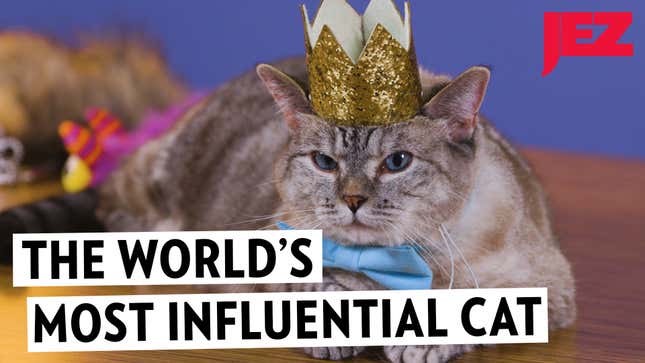 This Influencer Cat Makes More Money Than You