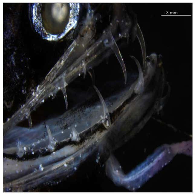 The shiny loosejaw’s teeth up close.
