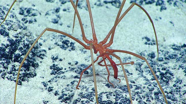 A sea spider.