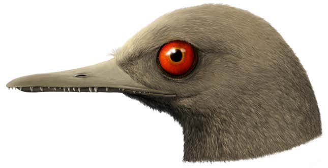 Artist’s interpretation of the Oculudentavis skull.