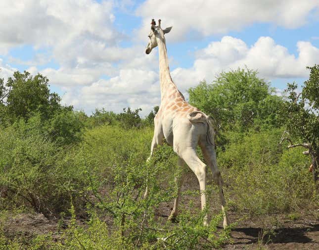 The white giraffe equipped with the satellite tracker.