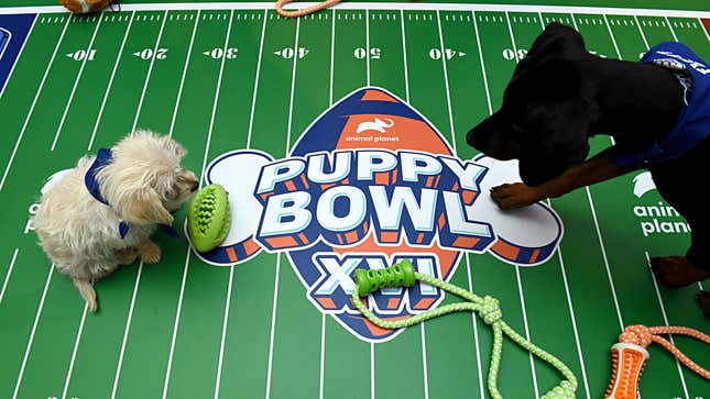 Image for article titled How to Watch Puppy Bowl XVII on Super Bowl Sunday