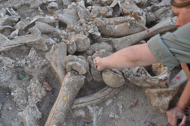 A team member working through a pile of mammoth bones.