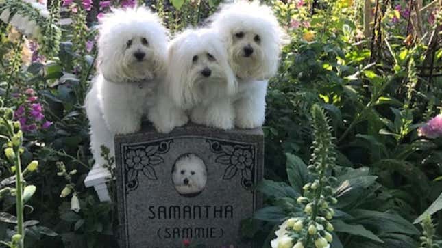 Image for article titled Barbra Streisand&#39;s Dogs: We Miss Our Dead Clone Mom