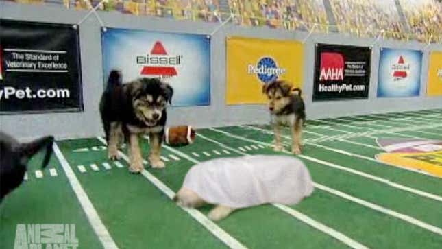 Image for article titled Puppy Bowl Marred By Tragic Spinal Injury