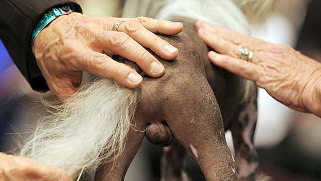 Image for article titled Chinese Crested Dog&#39;s Beautifully Descended Testicles Bring Divided Nation Together