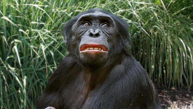 Image for article titled Bonobo Embarrassed After Walking In On Parents, Siblings, Cousins, Friends, Partner Having Sex