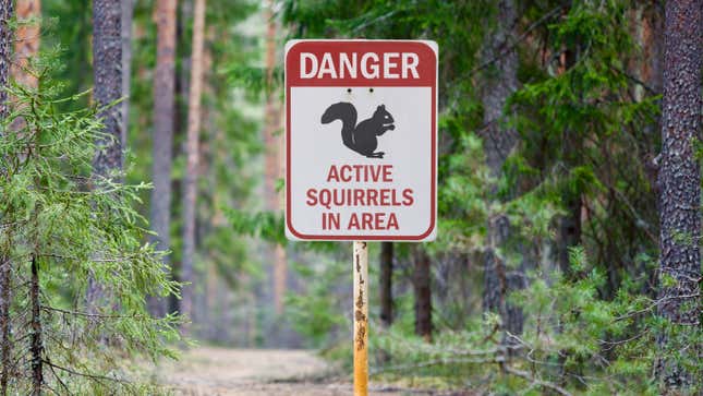 Image for article titled National Park Service Releases Detailed Guide On What Visitors Should Do Upon Encountering Squirrel