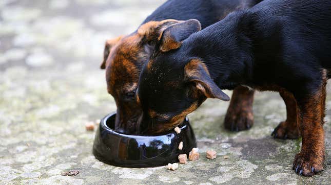 Image for article titled Does your dog eat Midwestern Pet Foods? You may need to respond to this product recall.