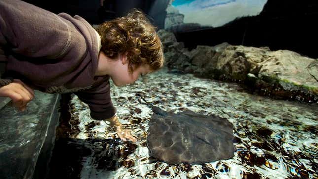 Image for article titled Stingray Loves When Aquarium Visitors Squeal And Recoil After Touching It