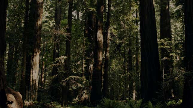 Still of the woods from Hulu docuseries Sasquatch