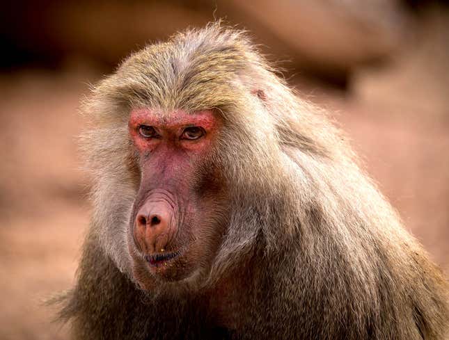 Image for article titled Humiliated Baboon Unable To Keep Ass Swollen In Front Of Mate