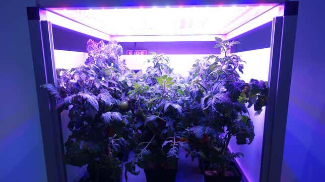 Tomatoes grow in an LED-lighted box, similar to what astronauts use to grow lettuce on the International Space Station, at at Fairchild Tropical Botanic Garden in Miami 