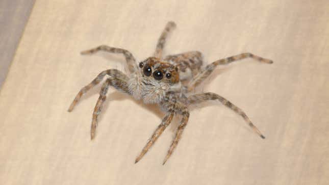 Image for article titled Spider Panics After Losing Track Of Human It Noticed Scurry Across Floor