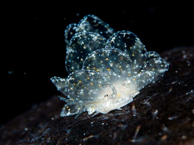 Otro individuo de las sacoglossas
