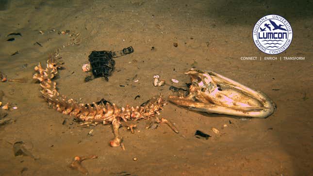 51 days after this alligator was dropped on the seafloor, bones are all that’s left.