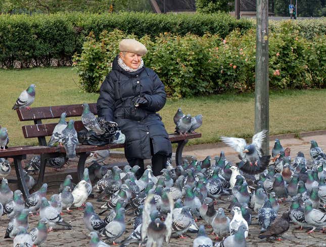 Image for article titled Elderly Woman Spends Day In Park Feeding Pigeons Dismembered Husband