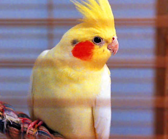 Image for article titled Cockatiel Can&#39;t Take A Punch
