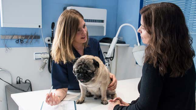 Image for article titled Veterinarian Wishes Owner Would Just Let Dog Answer One Goddamn Question