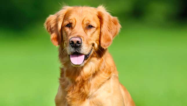 Image for article titled Hero Dog Fills Out Hospital Paperwork