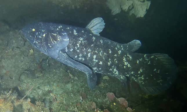 A rare sighting of a live coelacanth, captured off the coast of South Africa in 2019. 