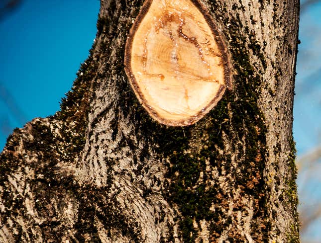 Image for article titled Tree Loses Limb In Freak Chainsaw Accident