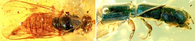 Insectos cretáceos encontrados atrapados en el ámbar de Myanmar.