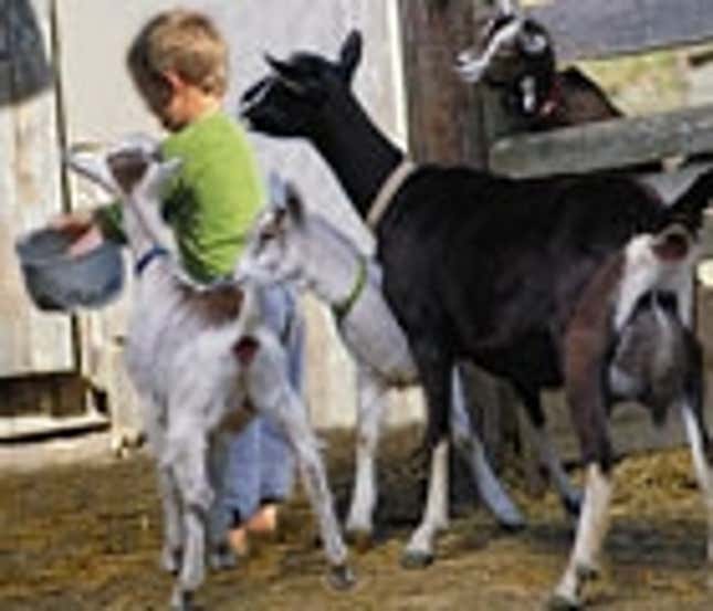 Image for article titled Petting-Zoo Goats Swarm Horrified 4-Year-Old
