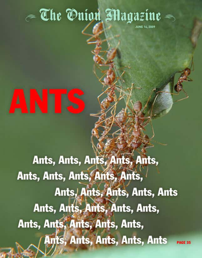 Image for article titled Ants