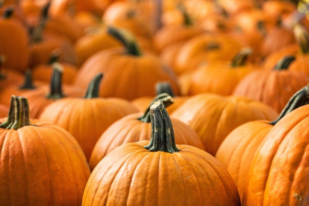 Fall Fails: Weird Foods That Don’t Need Pumpkin Spice