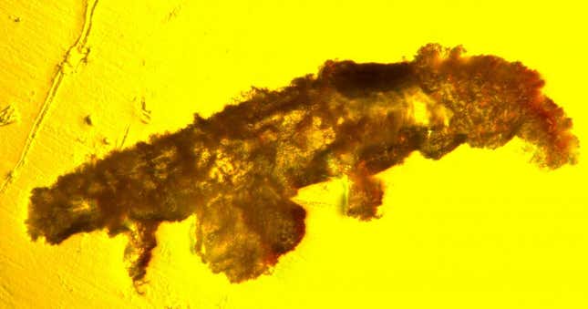 An ancient tardigrade found trapped in Dominican amber. 