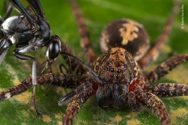 Wildlife Photography - Fierce Spider