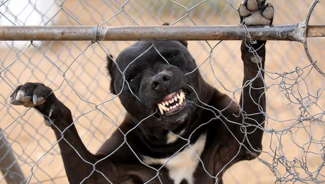 Image for article titled Things To Never Say To Someone Who Owns A Pit Bull