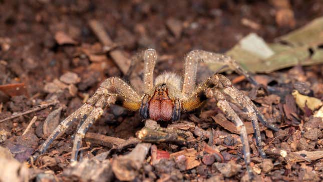 Female P. nigriventer responsible for the bite.