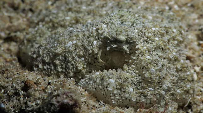 A camouflaged octopus in the sand.