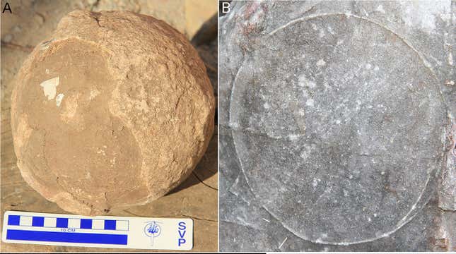 An unhatched titanosaur egg (left) and an egg outline (right).