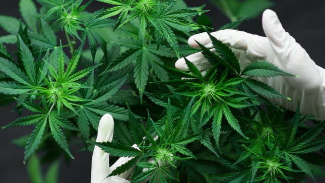 Cannabis leaves.
