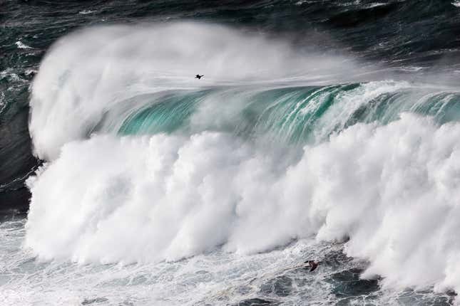 A bird flies in front of a large wave.